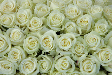 Group of white roses, wedding decorations