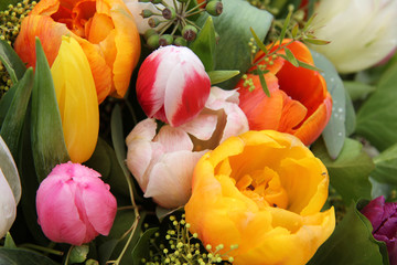Obraz na płótnie Canvas Mixed tulip arrangement
