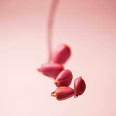 Naklejka premium spring orchid pink bud
