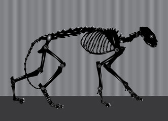 side view of cat skeleton