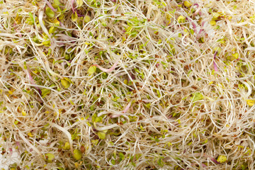 Fresh alfalfa sprouts isolated on white background