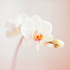 white orchid - obrazy, fototapety, plakaty