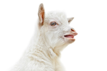 White baby goat head on a white background
