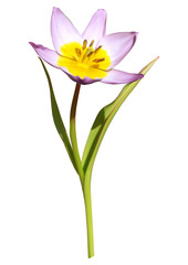 Purple-yellow tulip