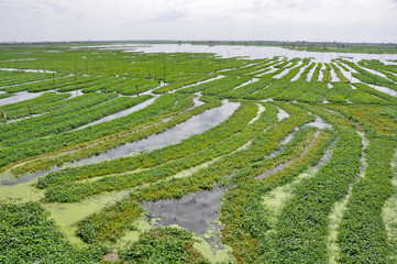 Boeung Kak lake, January 2011, Phnom Penh (Cambodia)