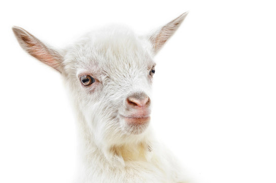 White baby goat head on a white background