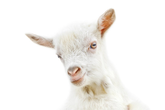 White baby goat head on a white background