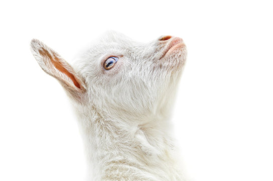 White Baby Goat Head On A White Background