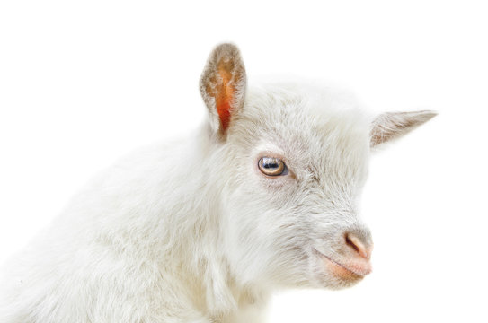 White Baby Goat Head On A White Background