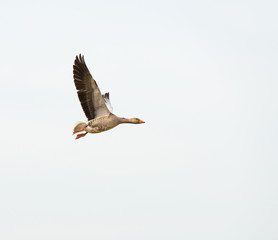 Flying goose in winter