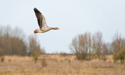 Goose flying over nature in winter