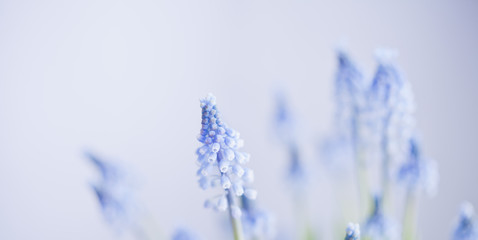 wiosna szafirki    Muscari botryoides © JoannaTkaczuk