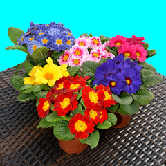 Bunte Primeln auf dem Tisch