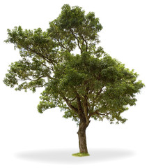 arbre fruitier tropical, manguier