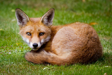 Young Fox