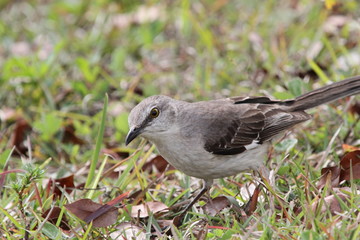 Mockingbird