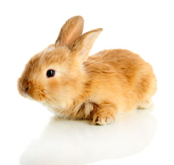 Fluffy foxy rabbit isolated on white