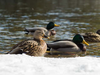 Ducks by the river