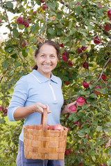 woman in garden  picking apples