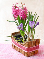 Pink  hyacinth and crocus flowers in basket on pastel  backgroun