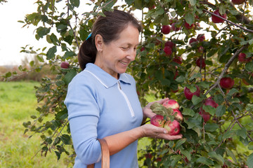 woman in garden  picking apples