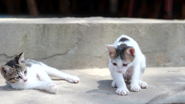 Two striped cats playing