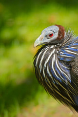 Geierperlhuhn  (Acryllium vulturinum)