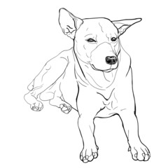 Thai dog on laying down pose.