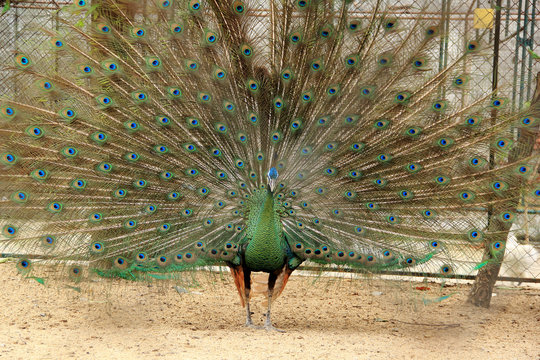 Close up of peacock showing its beautiful feathers.