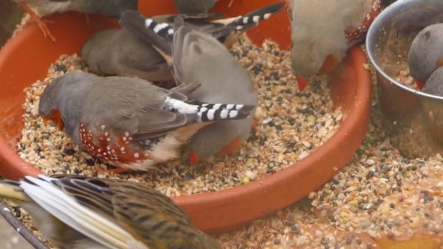 Zebrafinken beim fressen