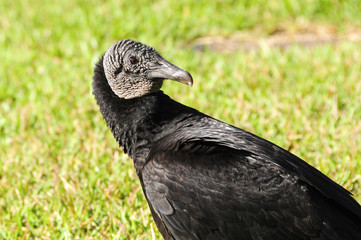 Black Vulture