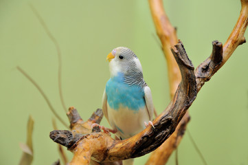 budgie