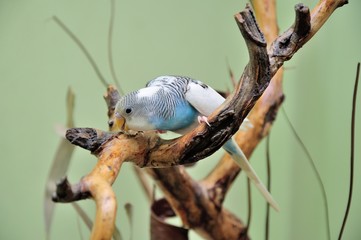budgie