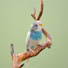 budgie