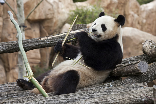 Panda g&eacute;ant - Zooparc de Beauval (France)