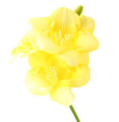 Yellow freesia flower, isolated on white