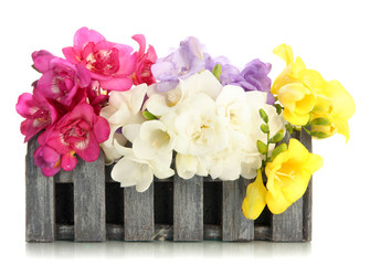 Beautiful bouquet of freesias in wooden basket, isolated