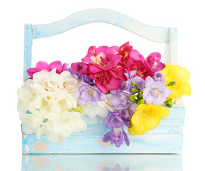 Beautiful bouquet of freesias in wooden basket, isolated