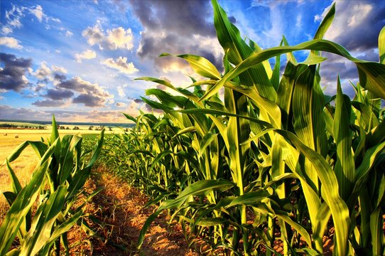Corn field and sky with beautiful clouds