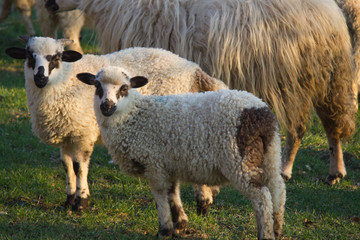 Sheep