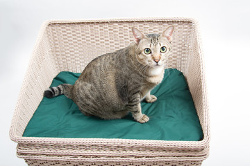 Thai Fat Cat Sitting on the Bed