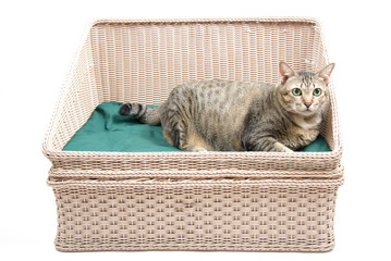 Thai Fat Cat on the Bed