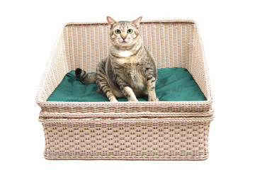 Fat Thai Cat Layon the Bed