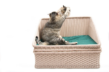 Fat Thai Cat Playing with Persian Cat on the Bed