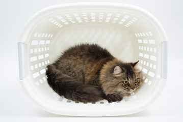 Persian Cat in the Basket