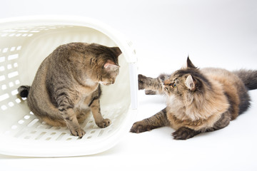 Fat Thai Cat and Persian Cat play together with Basket