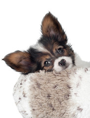 Adorable papillon puppy resting