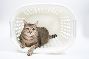 Fat Thai Cat lay inside the Basket