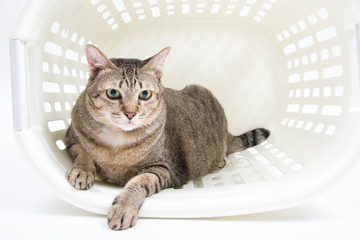 Fat Thai Cat lay inside the Basket