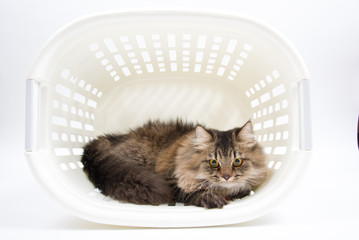 Persian Cat in the Basket